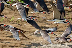 Skimmers: Black Skimmer group resting on the bank of the river