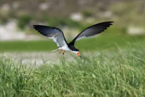 Skimmers: Black Skimmer - landing in Long Island
