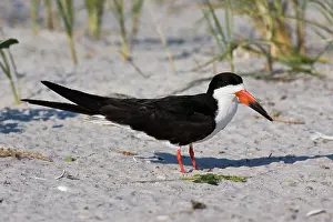 Skimmers: Black Skimmer - in Long Island