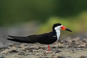 Skimmers: Black Skimmer, Los Llanos, Colombia