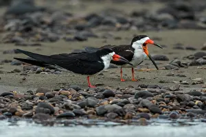 Skimmers: Black Skimmer, Los Llanos, Colombia
