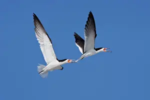 Skimmers: Black Skimmer - Males chasing each other at colony
