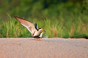 Skimmers: Black Skimmer pair mating Pantanal area Mato Grosso