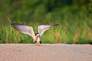 Skimmers: Black Skimmer pair mating Pantanal area Mato Grosso