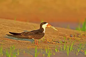 Skimmers: Black Skimmer resting on the bank of the river Pantanal