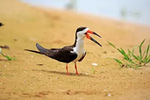 Skimmers: Black Skimmer resting on the bank of the river Pantanal
