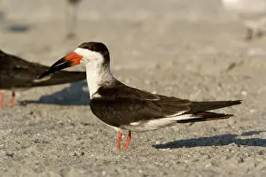 Rynchops: Black Skimmer - resting during the day on the beach