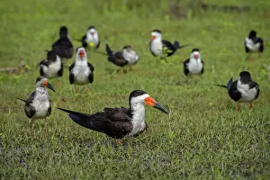 Niger: Black Skimmer (Rynchops niger), colony in swampy