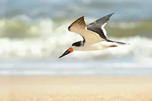 Niger: Black Skimmer (Rynchops niger) flying along the shore