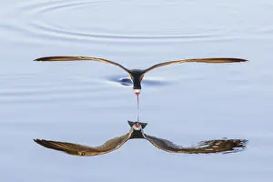 Niger: Black Skimmer (Rynchops niger) flying above wat