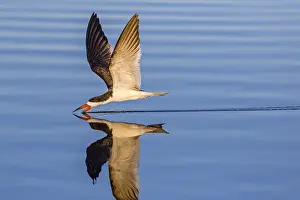 Niger: Black Skimmer (Rynchops niger) flying above wat