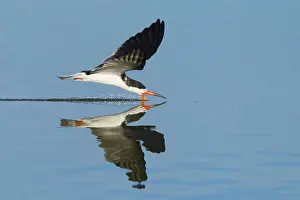 Niger: Black Skimmer (Rynchops niger), flying above water