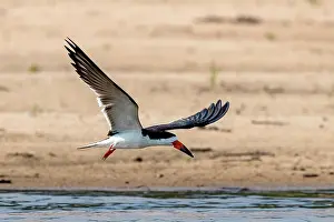 Niger: Black Skimmer, also (Rynchops niger), Pantanal