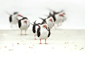 Rynchops: Black Skimmer (Rynchops niger) resting on the beach