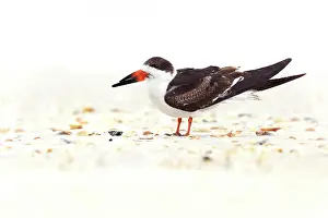 Rynchops: Black Skimmer (Rynchops niger) resting on the beach