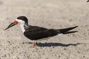 Niger: Black Skimmer, Rynchops niger, resting on beach