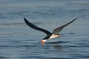 Rynchops: Black Skimmer (Rynchops niger) skimming