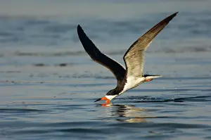 Rynchops: Black Skimmer (Rynchops niger) skimming