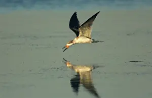 Rynchops: Black Skimmer (Rynchops niger) skimming