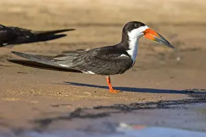 Niger: Black Skimmer (Rynchops niger) standing on sand