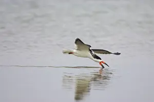 Skimming: Black Skimmer skimming