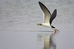 Skimming: Black Skimmer - skimming for food