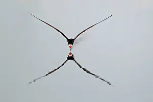 Rynchops: Black Skimmer - skimming - reflection in water