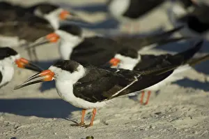 Skimmers: Black Skimmers