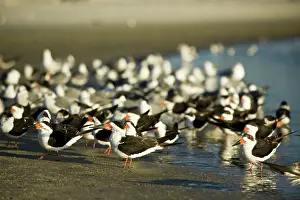 Skimmers: Black Skimmers