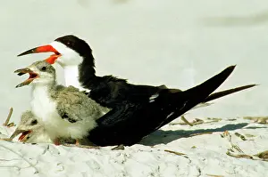 Skimmers: Black Skimmers