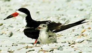 Skimmers: Black Skimmers