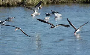 Niger: Black Skimmers - feeding in flight - late winter