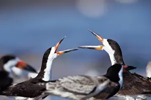 Skimmers: BLACK SKIMMERS - two, with beaks open, facing each other