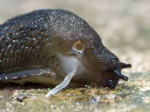 Penis: Black Slug