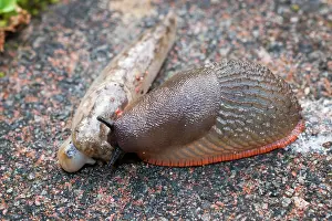 Slugs: Black Slug