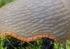 Arion: Black Slug pale colour variation