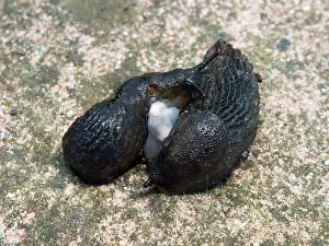 Slugs: Black Slugs