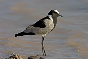 Lapwings: Black Smith Plover / Blacksmith Lapwing (Plover)