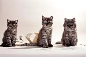 230518: Two black-smoke coloured British Shorthair kittens