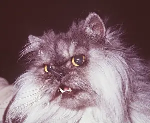 Smoke: BLACK SMOKE PERSIAN CAT