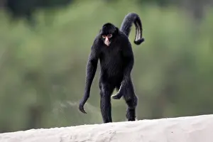 Ateles: Black Spider Monkey