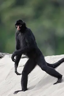 Anthropomorphic: Black Spider Monkey