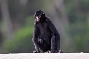Ateles: Black Spider Monkey