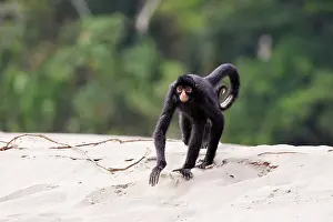 Ateles: Black Spider Monkey