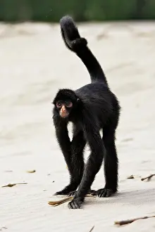 Ateles: Black Spider Monkey