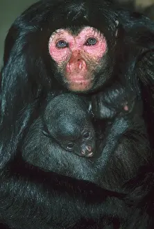 Amazonia: Black Spider Monkey, (A. paniscus paniscus)