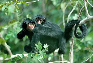 Ateles: BLACK SPIDER MONKEY - adult and baby in tree