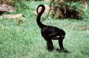 Penis: BLACK SPIDER MONKEY - on grass showing penis