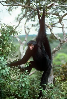 Ateles: Black Spider Monkey - hanging from tree