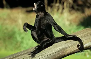 Ateles: Black Spider MONKEY - Male howling